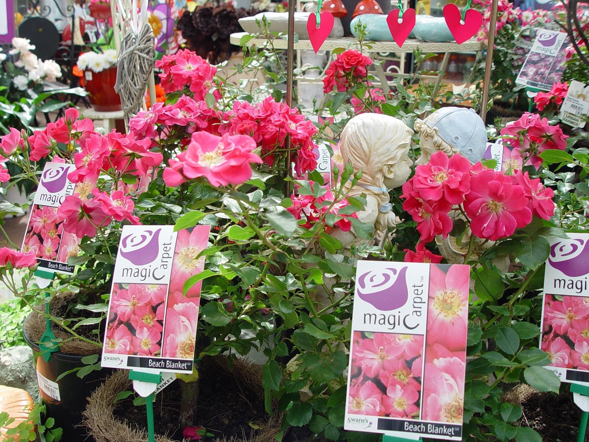 Swane's Nursery Image -58fbc5eabc212